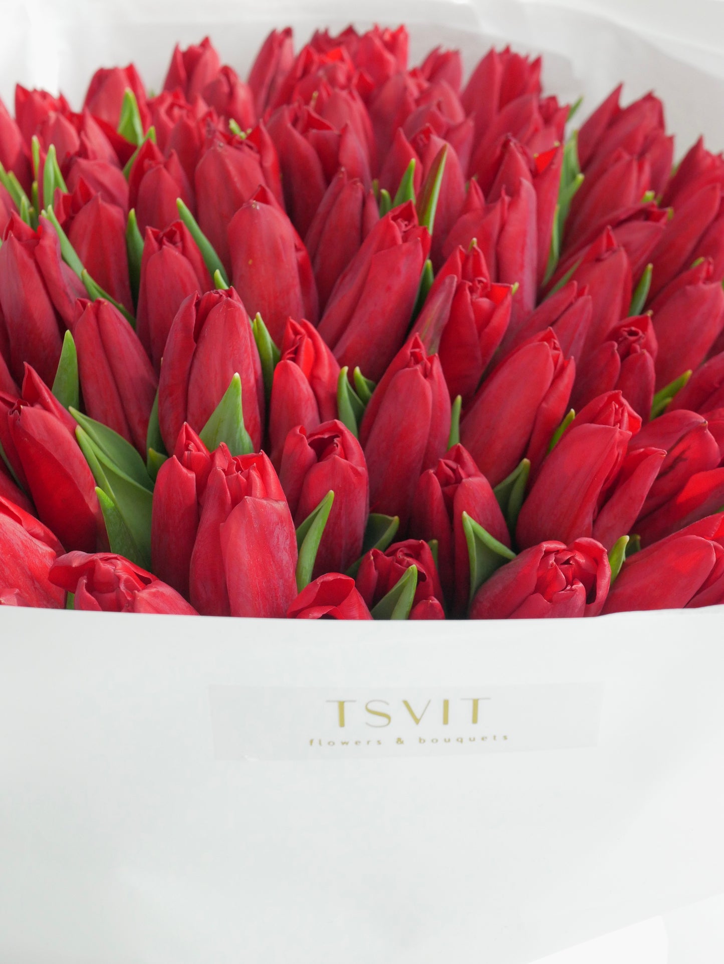 RED TULIPS